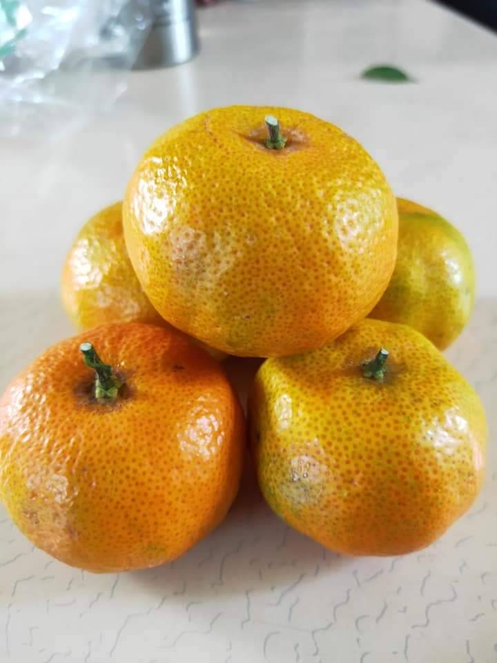 成熟砂糖橘