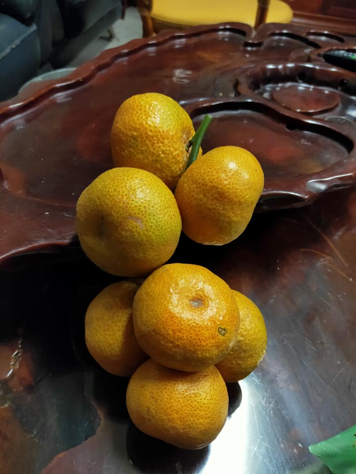 水坡砂糖橘成熟果實