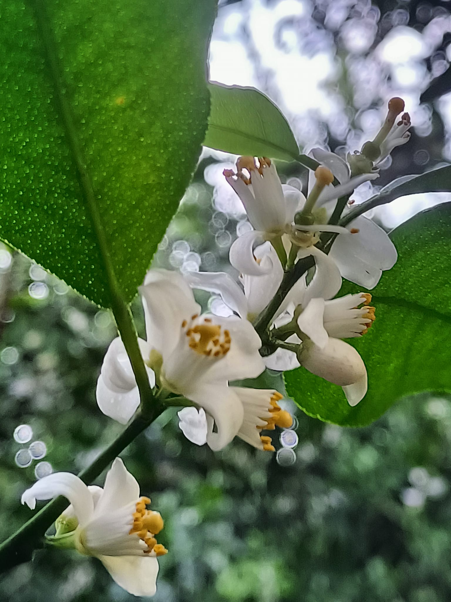 砂糖橘開花